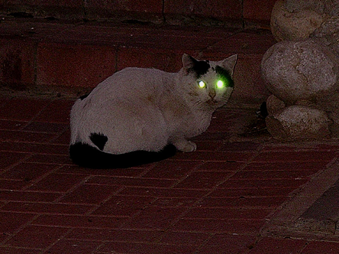 &quot;Незнакомый кот &quot;