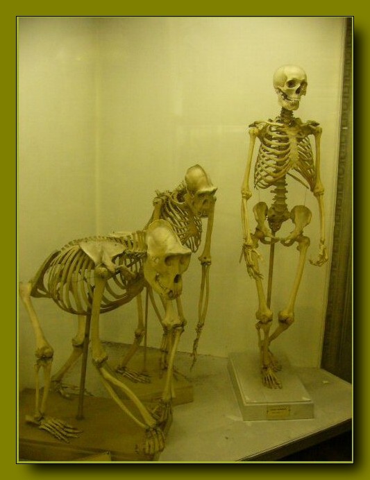 Теория Дарвина.
