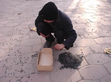 Разбросанные семечки...