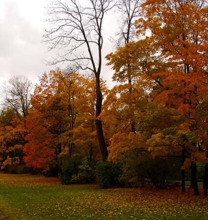 Осенний парк