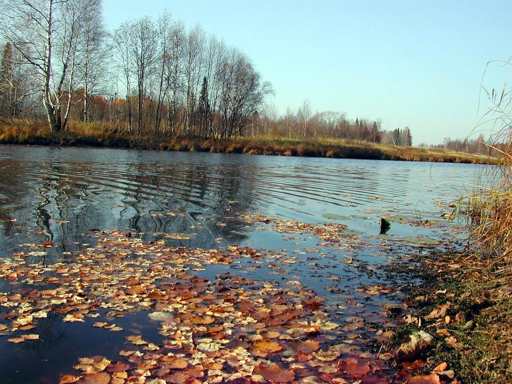 Осень, золотые листопады...