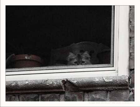 brooklyn window/new york/