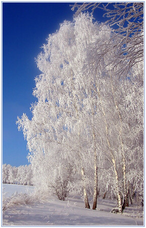 Crystal clear wood (2)