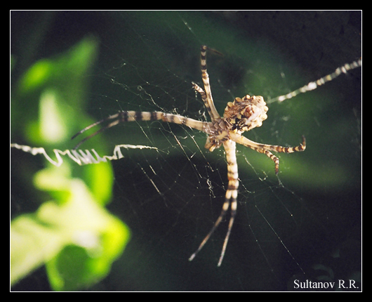 Argiope lobata