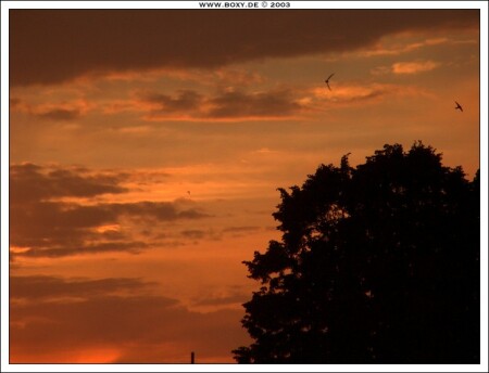 вечер, птицы, дерево...