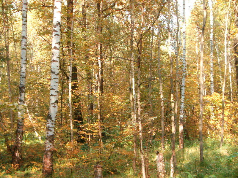 Лес. Сентябрь.