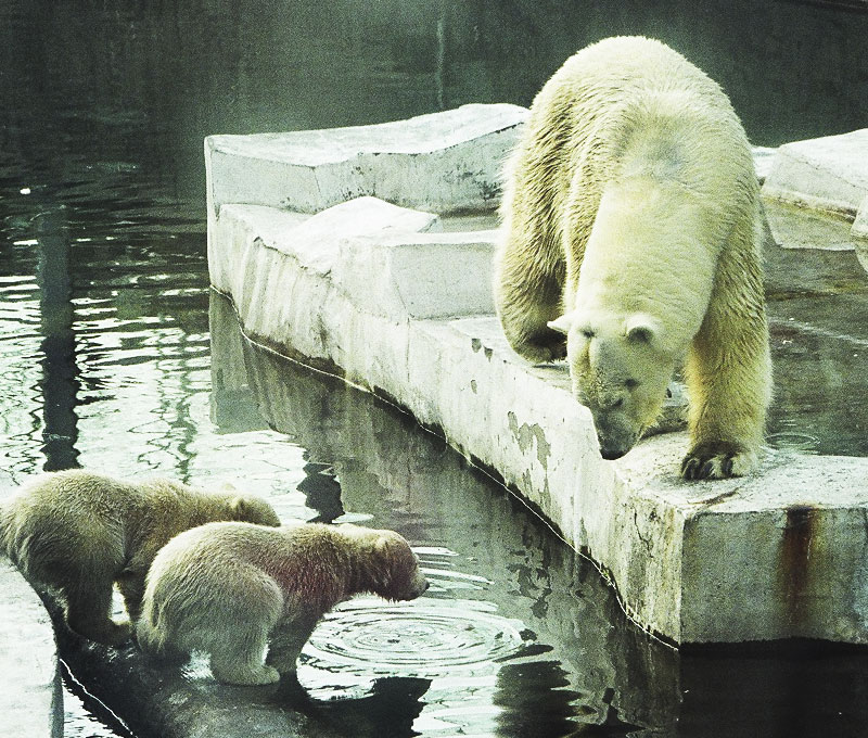 Не пей водицы, козлёночком станешь...
