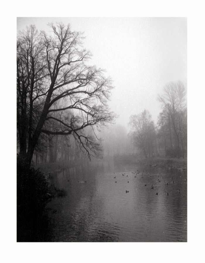 fog