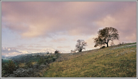 2 дерева и горы