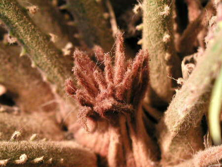 &amp;quot;вулкан&amp;quot;