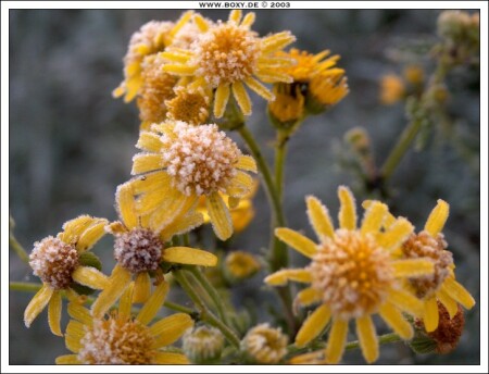 ЗАМЕРЗЛИ ЖЕЛТЫЕ