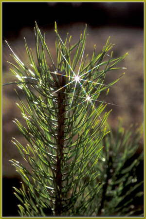 Две капли под фильтром.