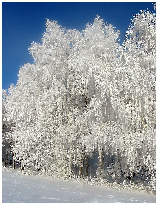 Crystal clear wood (3)