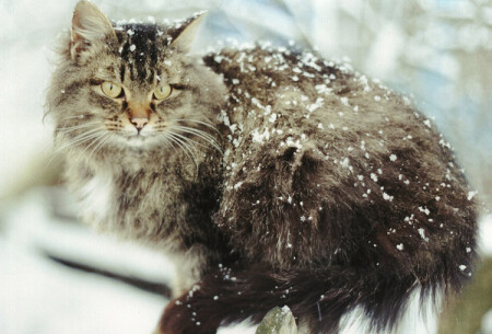 Зимний кот