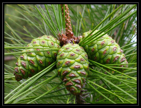 Колючее трио :)