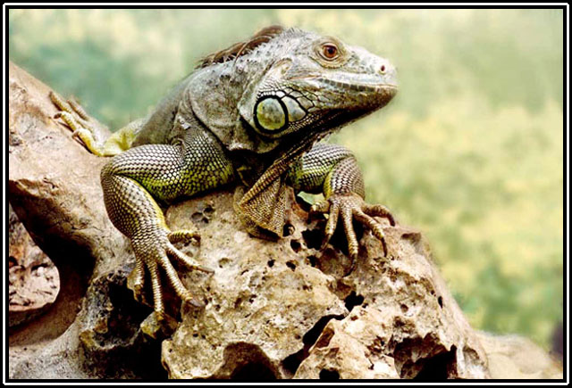 Terpelivaya model