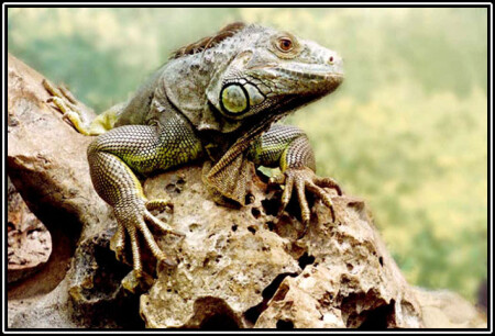 Terpelivaya model