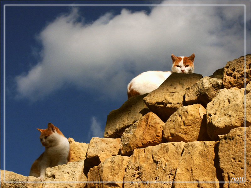 Malta experience - cats-