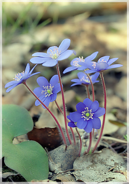 Печёночница, Hepatica nobile (как новогодний подснежник)
