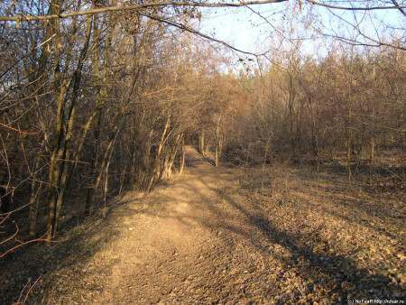 Осенний лес