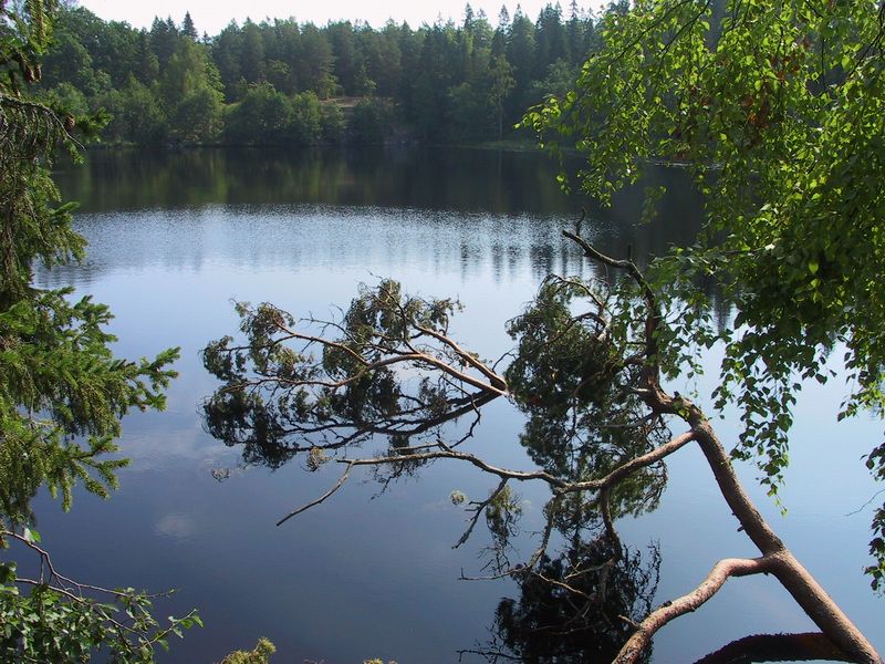 Ветка и небо отразились в тихой воде...