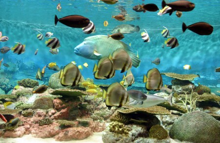 Пестрый мир