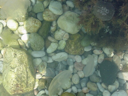 из жизни медуз