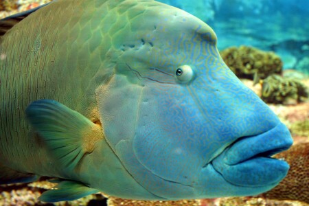 Океанское Страшило