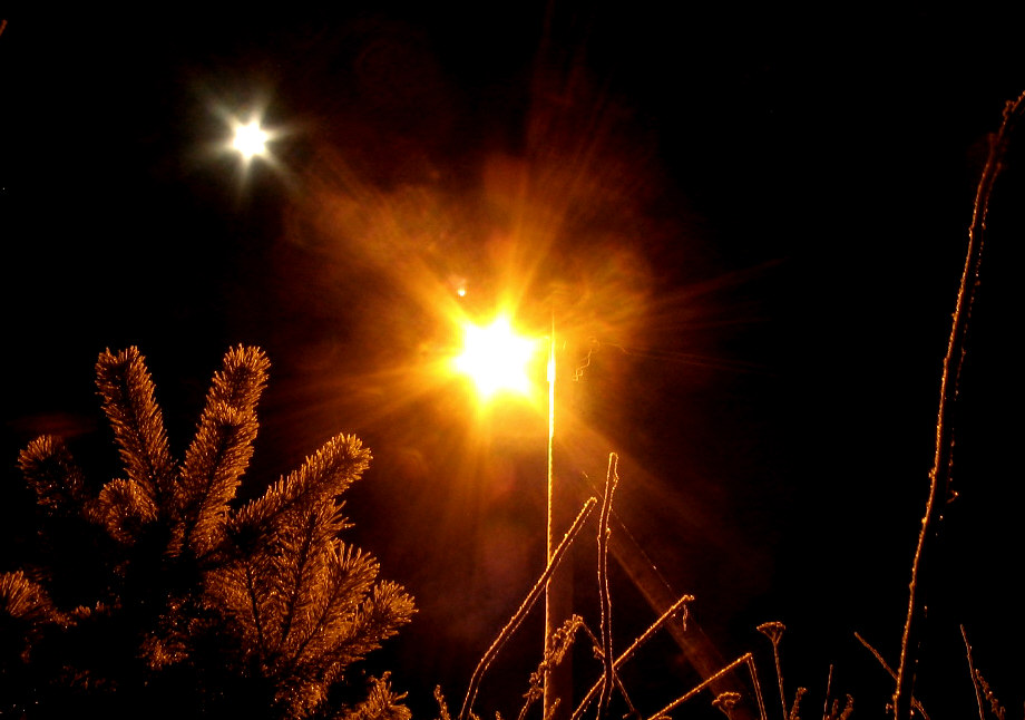 christmas stars