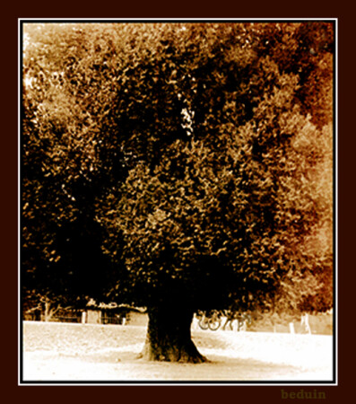 Грустный ослик