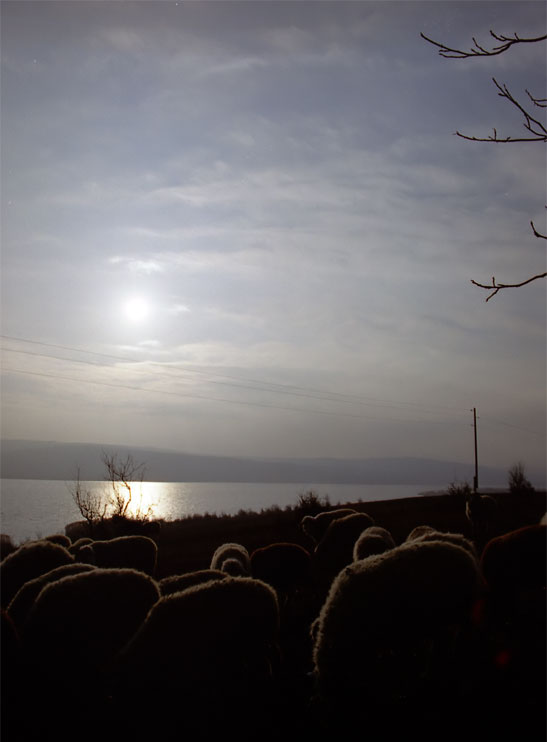 Барашки