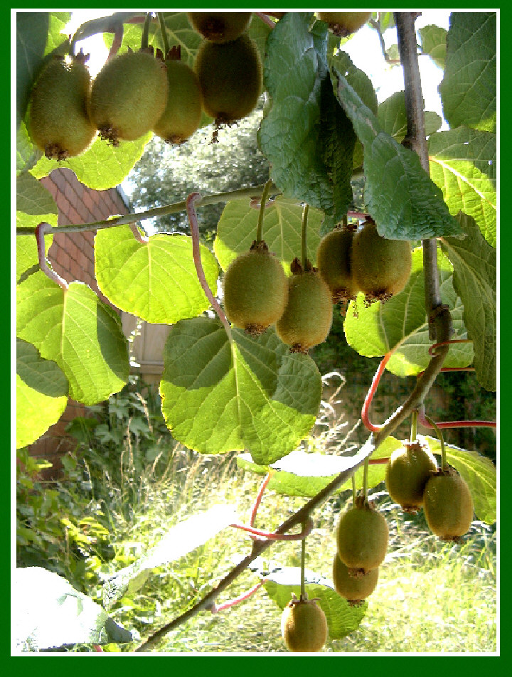 Kiwi (5.01.2004)