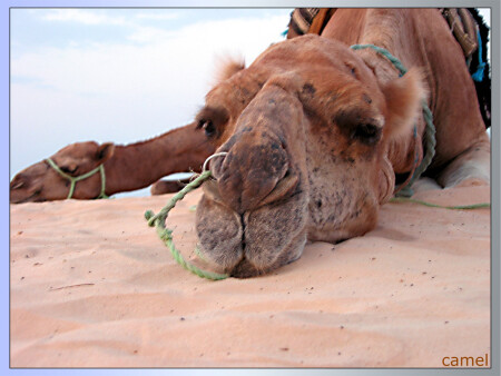 camel's rest