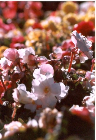 Прекрасный сад