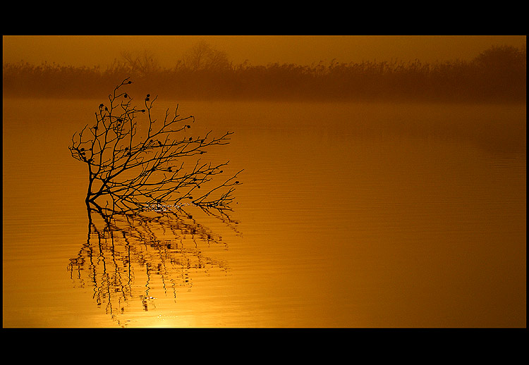 Gold Silence.