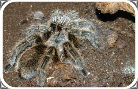 Мой любезный друг