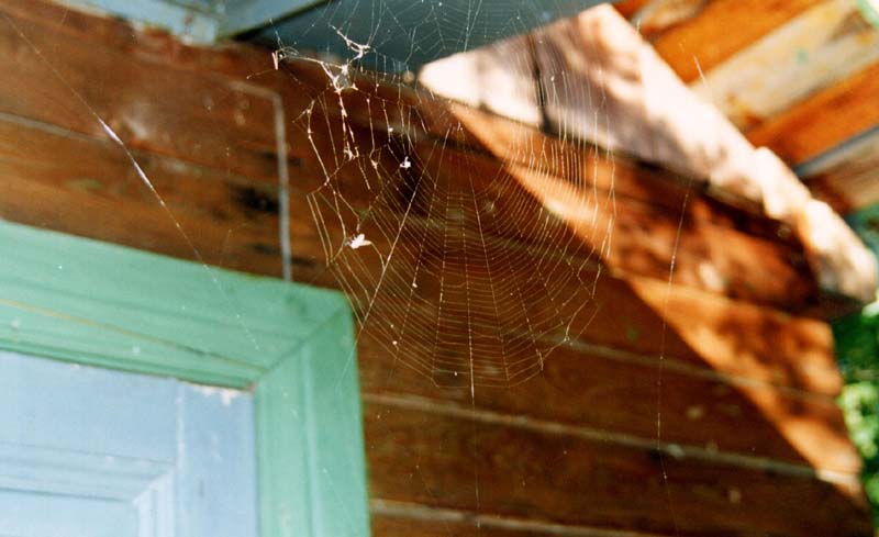 Cobweb(Паутина)