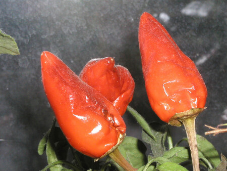 &amp;quot;крутые перцы&amp;quot;