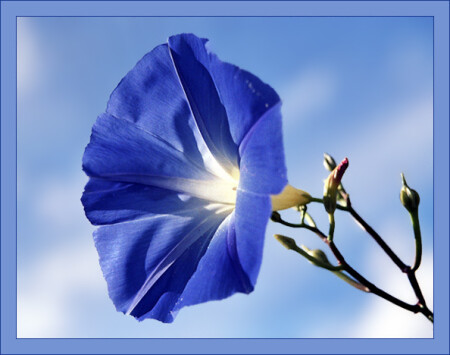 Пчелиный граммофон