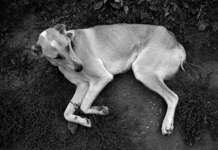 Володькина скотина