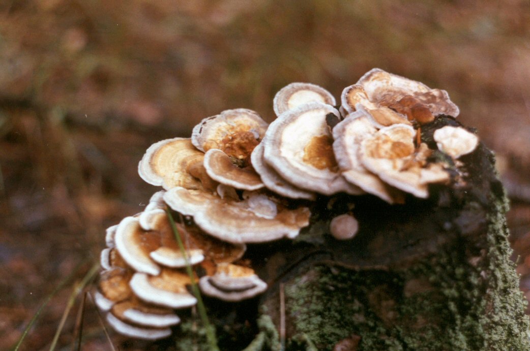 Mushrooms
