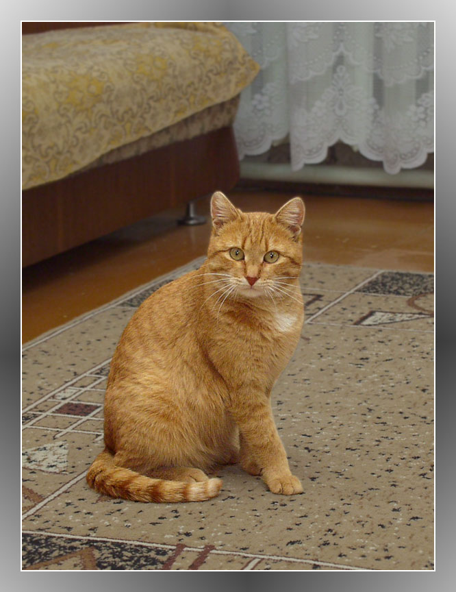 портрет кота