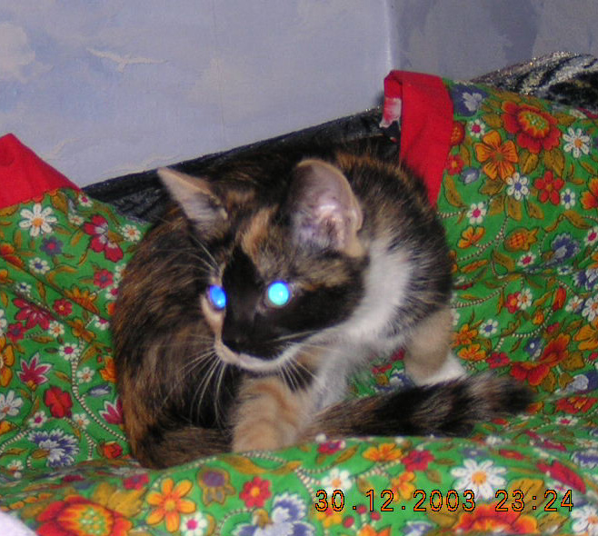 Космическая кошка