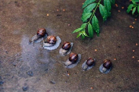 На перегонки