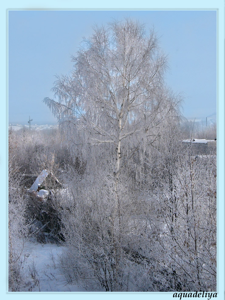 Белая береза.