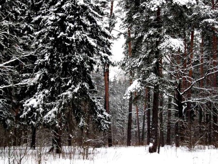 ЗИМНЯЯ СКАЗКА