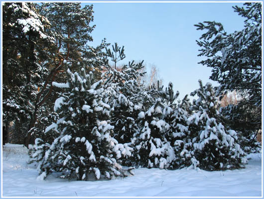 Зимний лес