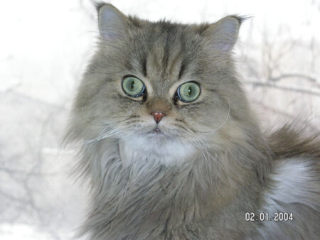 Котопортрет