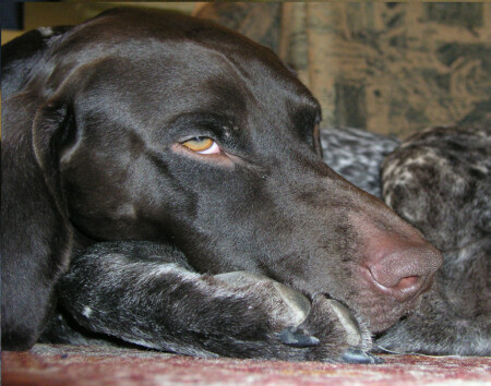 dog 2
