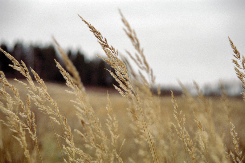 4271-0028 | October's Grass